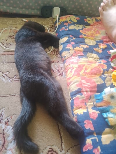 A black cat is lying on a tan carpet. A white cord runs from the left side of the image towards the cat. To the right of the cat is a blue, floral-patterned cushion or mattress, with a human foot visible at the top right of the image resting on the cushion. The scene is indoors. The image is taken from a high angle looking down. There is no information that would indicate this scene is in the city of Vahdat, Tajikistan.