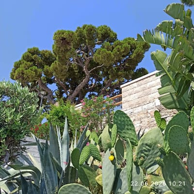 This image shows a lush garden with various types of plants, including cacti, agave, and flowering bushes, in front of a stone building. A large pine tree is visible in the background, with a clear blue sky above. The overall scene suggests a sunny day in a Mediterranean climate. The presence of a stone building with a balustrade hints at a residential or commercial property, possibly with a view or outdoor space. The plants indicate a warm, dry environment, common in southern Italy. The watermark "22.06.2026 10:21" in the lower right corner suggests the image was taken on June 22, 2026, at 10:21 AM. Without further context or identifiable landmarks, it is impossible to definitively pinpoint the exact location within Trani, Italy. However, such a garden setting is characteristic of many properties in the region, particularly those near the coast or in areas with traditional architecture.