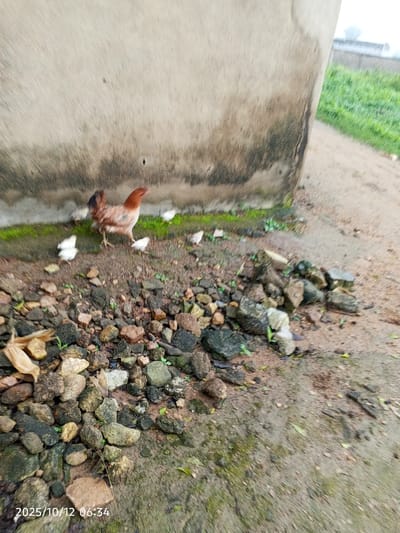 At 06:34 on October 12, 2025, in Kamantan, Nigeria, an outdoor scene is depicted from a low angle. A brown and black hen walks leftward on a dirt surface, accompanied by approximately seven small white chicks scattered around it and near the base of a light-colored concrete wall. The wall, forming the background, exhibits dark staining and green moss at its base. The foreground and midground consist of exposed dirt, scattered small green plants, and a prominent pile of various rocks and rubble. To the right of the wall, a dirt path is visible, leading towards a distant green, open area.
