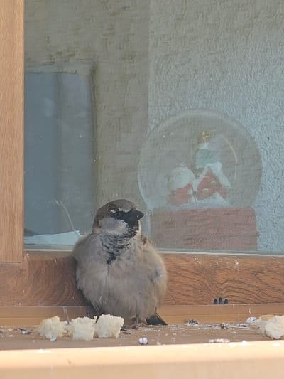 A house sparrow (Passer domesticus) is perched on the exterior side of a light-brown wooden window sill in Donchevo, Bulgaria. The bird displays grey and brown plumage, with a prominent black bib, and its body appears slightly puffed as it faces left. To its immediate left on the sill are several irregular pieces of white bread and scattered dark and white particulate matter. The scene is viewed through a clear glass window pane. Behind the pane, on an interior window sill, rests a snow globe with a reddish-brown base. Inside the globe are miniature figures of two red-suited individuals, one identifiable as Santa Claus, and a green Christmas tree topped with a yellow star. The background visible through the window consists of a textured, light-colored wall surface. Daylight illuminates the scene.