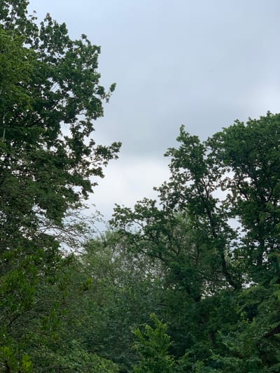 This media file depicts an upward-looking view of a lush canopy of trees against a cloudy sky. The scene is dominated by the dense foliage of several trees, with branches and leaves filling most of the frame. The leaves are a vibrant green, suggesting a temperate climate and possibly a time of year when trees are in full leaf, such as late spring or summer. The sky is overcast, with diffused light indicating a cloudy day, possibly with light rain or impending precipitation. The angle of the shot creates a sense of being immersed in the natural environment, looking up towards the sky through the branches.
The subjects are primarily the trees themselves and the sky. There are no visible people or man-made objects that are clearly identifiable. The setting appears to be a natural or semi-natural environment, such as a park, forest, or garden in Rotenburg, Germany. The cloudy weather contributes to a subdued and possibly serene or slightly melancholic mood. The time of day is difficult to pinpoint precisely due to the overcast conditions, but the brightness suggests it is daytime. There is no visible text in the image. The overall impression is one of natural beauty and the overwhelming presence of vegetation.