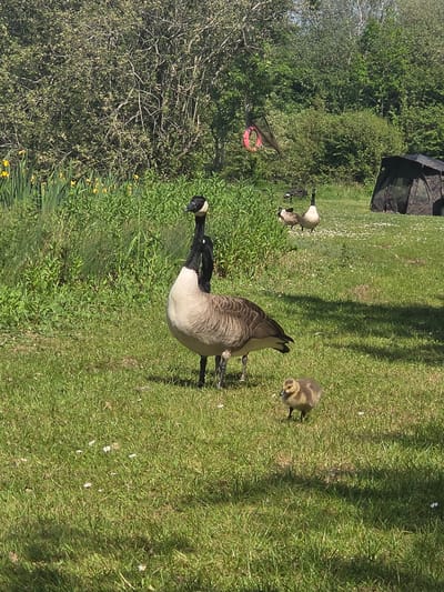 The image depicts a grassy area within Epping Forest, United Kingdom. A Canada goose stands prominently in the foreground, with a gosling nearby. Several other geese are visible further back in the scene. A camouflage-patterned tent structure is present on the periphery of the grassy area, near some trees. The sun is shining, casting shadows across the grass. A red net is situated on the grass and adjacent to a thicket.