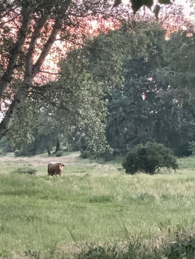 The image depicts a rural landscape in Coșnița, Moldova, characterized by a grassy field and a backdrop of trees. In the middle ground, a single brown cow stands facing the camera. The cow appears to be grazing or resting in the tall, green grass. Behind the cow, a dense cluster of trees forms a dark green wall, with some lighter green foliage interspersed. The foreground is dominated by a vast expanse of lush, green grass, which appears to be slightly overgrown in some areas, with hints of seed heads or dried stalks. The upper portion of the image reveals the upper branches of a large tree, its leaves partially obscuring the sky, which is tinged with soft pink and orange hues, suggesting either sunrise or sunset. The overall impression is one of a serene, natural setting.