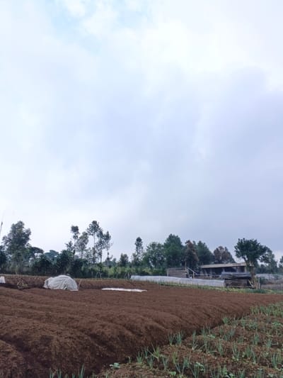 A landscape photograph captures a cloudy sky above a cultivated field. Dark brown, tilled soil dominates the foreground, transitioning into rows of green crops. Patches of white fabric or plastic cover sections of the field. A line of trees and foliage creates a horizon, with a building visible in the background amidst the greenery. The scene evokes a rural, agricultural setting on an overcast day.
