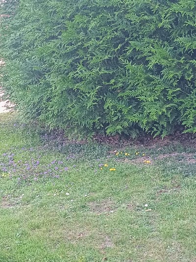 The image shows a dense green shrubbery bordering a grassy area with scattered small purple and yellow wildflowers. The ground beneath the shrubbery appears to be covered in brown mulch or leaf litter. The lighting suggests it is daytime. The location is identified as Arun, United Kingdom. There are no people or animals visible in the frame. The scene depicts a natural outdoor environment.