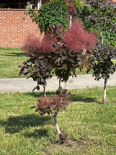 A small, bushy smoke bush tree with deep purple leaves and wispy, pinkish-red seed plumes stands in a grassy yard. The tree is in the foreground, casting a distinct shadow on the bright green grass. A light gray paved pathway runs horizontally across the middle ground, behind the smoke bush. In the background, a brick wall with ivy growing on it borders the yard, and further behind that, more trees and foliage are visible. Another, darker smoke bush tree with similar foliage is situated to the right of the main subject. The scene is bathed in bright sunlight, indicating a clear day. The location is identified as Krasnodarskiy, Russia.