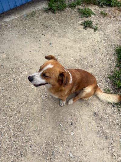 A medium-sized, brown and white dog with its eyes closed is sitting on a dusty, gravel-covered ground. The dog is facing to the left with its mouth slightly open. A white stripe runs from the dog's forehead to its nose, and another white band circles its neck. A blue metal fence is visible in the upper left corner of the image, and patches of green grass are scattered around the ground. The overall scene appears to be an outdoor area, possibly a yard or a rural roadside in Sovkhoza "Razdol'e", Russia.