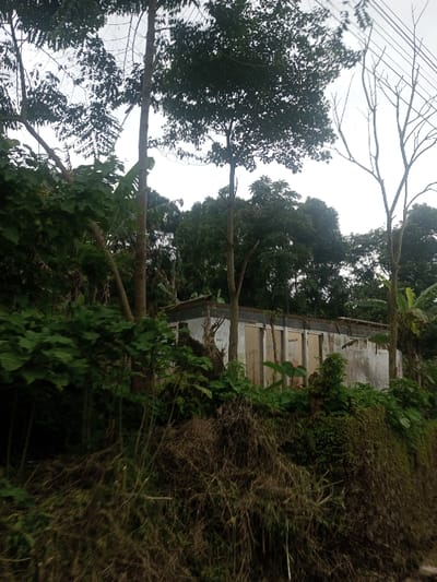 The scene is located in Bhupalpally, India, depicting a dilapidated or unfinished single-story concrete structure partially concealed by dense vegetation. In the foreground, a steep embankment is covered with dry brown brush and various green plants. The light grey concrete building, exhibiting weathering and staining, features at least four uniformly spaced recessed openings resembling doorways or boarded-up windows. Numerous tall trees, some with dark green foliage and others with bare branches, surround and partially obscure the structure. The sky is overcast. No people or specific actions are depicted. Faint overhead lines are discernible against the sky in the upper right quadrant.