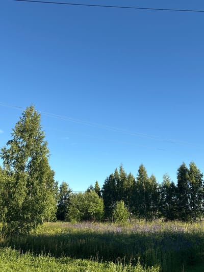 A wide, low-angle, full-shot photograph captures a rural landscape under a clear, bright blue sky in Ostrovskoye, Russia. In the foreground, tall, green grass and low-lying vegetation stretch across the bottom of the frame. Behind this verdant expanse, a dense line of trees forms a backdrop, their leaves a lush green. Among the trees, particularly in the midground, clusters of purple flowers are visible, adding a splash of color to the scene. The top portion of the image is dominated by the expansive, cloudless sky, with a single, thin power line traversing horizontally across it. The lighting suggests a sunny day, likely late afternoon or early morning, with the sun casting a warm glow on the foliage. There are no people or animals present in the image. The overall impression is one of serene, natural beauty in a countryside setting.