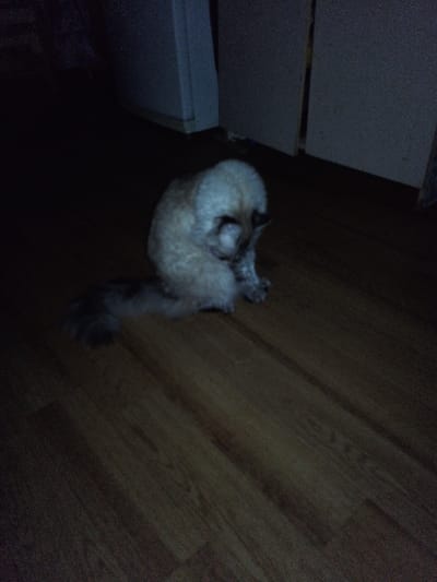 A fluffy, light-colored cat with dark markings around its eyes sits on a wooden floor in a dimly lit room. The cat is curled up, facing away from the viewer, with its head bowed down. The floorboards are oriented diagonally from the bottom left to the top right. In the background, there are dark, out-of-focus shapes that appear to be furniture or walls, with a vertical element on the right possibly being a door or partition. The overall lighting is low, suggesting an indoor environment at night or in a poorly lit area. The specific location in Beloretsk, Russia cannot be determined from the image alone.