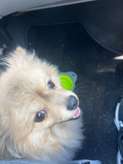 The image shows a close-up of a light-colored dog's face, likely a Pomeranian, looking upwards. The dog has dark eyes, a black nose, and its tongue is slightly visible. The dog is in what appears to be the interior of a vehicle, with a dark floor and some reflective elements suggesting a dashboard or seat. A small, bright green collapsible pet bowl is visible in the background. The lighting is natural, suggesting it's daytime. The image does not contain information about the location in Dolna Vasilitsa, Bulgaria.