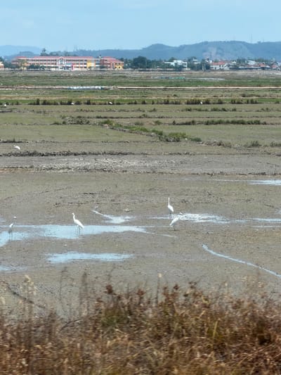 The image captures a panoramic view of agricultural fields on the outskirts of Tuy Hoa, Vietnam. In the distance, a large, multi-story building with a red roof and yellow facade stands prominently, likely a school or public institution, surrounded by smaller residential structures and some vegetation. The foreground is dominated by a muddy, flooded rice paddy, typical of areas where rice is cultivated. Several white egrets are visible foraging in the shallow water, their presence indicating the aquatic nature of the environment. The landscape is characterized by its rural setting, with vast stretches of tilled earth and water, and a hazy sky suggesting a warm, possibly humid, climate. The image is taken from a slightly elevated position, looking across the fields towards the distant town.