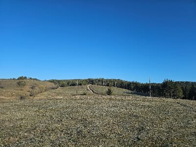 A rural landscape near the city of Vranentsi, Bulgaria, is depicted under a clear, bright blue sky that occupies the upper half of the frame. The foreground consists of a wide expanse of dry, yellowish-green low-lying vegetation, appearing as dense ground cover, extending across the lower third of the image.
In the midground, a gentle hill slopes upwards from the left, covered in sparse, dry grass and occasional clusters of small, brownish-green shrubs. Towards the center-right, a narrow, unpaved dirt path or track meanders uphill, curving slightly to the right before disappearing into a dense line of trees. Several utility poles, appearing to be wooden or metal, stand upright along this path or just within the treeline, extending towards the crest of the hill. A solitary, small, conical evergreen tree is positioned in the lower midground, slightly left of the central path.
The background is dominated by a dense, dark green coniferous forest that forms a distinct horizon line across the upper midground and extends further into the distance, suggesting a heavily wooded hillside or mountain range. No people, animals, or active machinery are visible. The scene suggests a sunny day with dry environmental conditions.