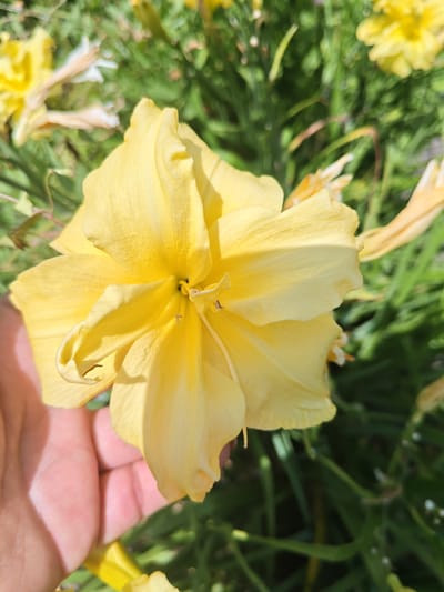 A person's hand is visible in the lower left corner of the image, gently supporting a bright yellow daylily. The flower is the primary subject, filling the center of the frame with its ruffled petals and delicate stamen. The background consists of blurred green foliage and other yellow flowers, suggesting a garden setting. The lighting indicates it is daytime, likely outdoors. The location is Unarokovo, Russia.