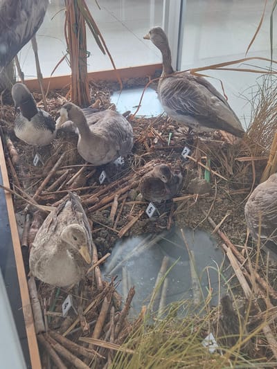 The image shows a diorama display of waterfowl, likely in a museum setting. The display includes several taxidermied ducks and geese of varying species, arranged among straw, sticks, and other natural materials to simulate a wetland habitat. Small numbered tags are visible near each specimen. The display is likely located at or related to the Srebarna Nature Reserve, a UNESCO World Heritage site in Srebarna, Bulgaria, known for its rich birdlife. The scene is presented from a slightly elevated, angled perspective.