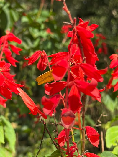 A close-up, slightly out-of-focus shot captures a cluster of vibrant red Salvia splendens flowers. The blossoms are tubular and trumpet-shaped, arranged in vertical spikes along slender, brown stems. In the mid-ground, a single bright yellow petal, possibly from a different flower or a fallen leaf, rests against the red blooms. Two small black insects, likely ants, are visible on the red petals, with one near the tip of a bloom and another on a stamen. The background consists of soft green foliage, blurred to create a bokeh effect. The image appears to have been taken outdoors, in a garden or natural setting. The overall impression is one of natural beauty and intricate detail, with the sharp red flowers contrasting against the soft green backdrop. The location is Foz do Iguaçu, Brazil, a city renowned for its lush vegetation and proximity to Iguazu Falls.