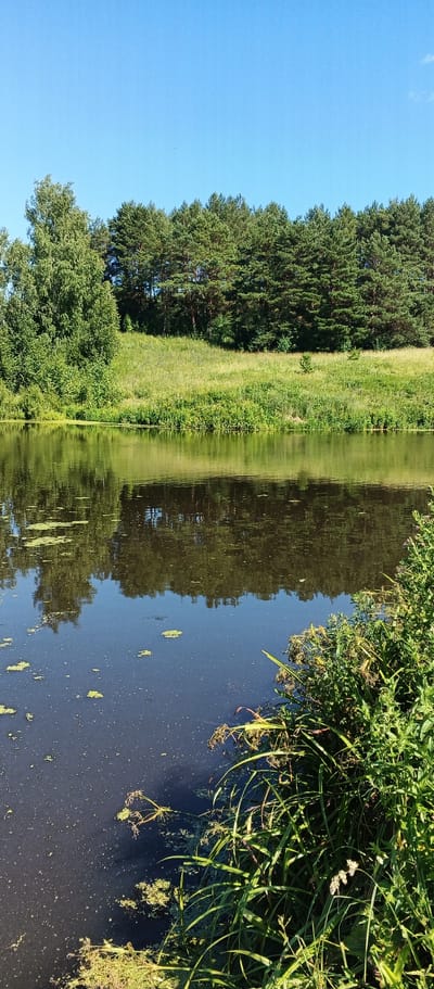The image depicts a serene natural landscape, likely in Podgornoe, Russia, under a clear blue sky. A calm body of dark water occupies the foreground and midground, reflecting the surrounding trees and greenery. Scattered on the water's surface are patches of green aquatic vegetation. The right bank of the water is densely lined with lush green reeds and other tall grasses, with some plants featuring dried seed heads.

Beyond the water, a gently sloping embankment is covered in vibrant green grass, interspersed with patches of taller vegetation. A distinct line of evergreen trees, primarily pine trees, forms the backdrop, creating a dense forest edge. To the left of the embankment, a deciduous tree with a full, green canopy stands out. The overall scene is one of tranquility and natural beauty, characteristic of a rural or park-like environment. There are no people or animals visible in the image.