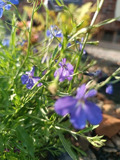A close-up, macro photograph captures a cluster of vibrant purple lobelia flowers in bloom. The flowers, with their delicate, five-petaled structure, are interspersed with thin, green stems and lush foliage. The background is softly blurred, suggesting an outdoor setting, possibly a garden or park, with hints of brickwork and stones visible, indicating the location is likely Alexandrovskoe, Russia. The sunlight casts a warm glow on the scene, highlighting the textures of the petals and leaves. No people are present in the image.