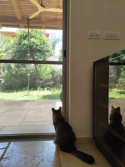 A horizontal indoor shot depicts a brown tabby cat perched on a window ledge, looking out through a screen door to a sunlit outdoor garden in Beer Yaaqov, Israel. The garden is lush with trees and greenery, and a bird feeder is visible. A laundry line with clothes pegs is strung across the view. The interior wall is painted white and has electrical switches. Above the cat is a dark brown cabinet with a glass front that reflects the cat and outdoor scene. The floor is tiled with a light-colored pattern.