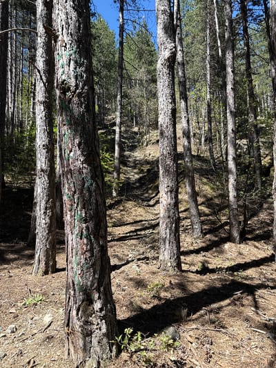 The image depicts a forest scene, likely in a wooded area around Boboshevo, Bulgaria, with numerous trees filling the frame. The trees are mostly straight, and covered with bark. The ground is covered with pine needles and debris. The light appears to be diffused and filtered through the trees.