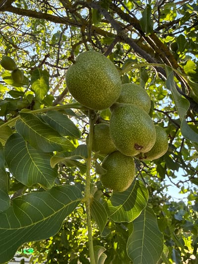 In the city of Korobivka, Ukraine, a close-up, low-angle shot captures a cluster of young, green walnuts hanging from a tree branch. The walnuts are oval-shaped and covered in a light, speckled texture. Sunlight filters through the surrounding green leaves, creating a dappled effect and highlighting the veins of the foliage. The background consists of more leaves and branches, with glimpses of a bright blue sky peeking through. The scene is natural and appears to be outdoors, likely in a garden or orchard setting. There are no people or animals visible in the image.