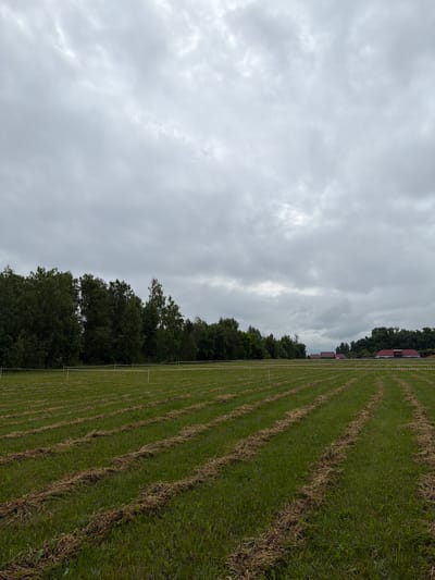 The image displays an expansive agricultural field under a heavily overcast sky in Menzelinsk, Russia. The upper third of the frame is filled with a uniform gray, densely clouded sky. The field, occupying the majority of the lower two-thirds, features green grass distinctly patterned with numerous parallel rows of dried, light brown cut vegetation, consistent with recent mowing. In the midground, a white and red striped barrier tape spans horizontally across the field, supported by slender, light-colored stakes. A dense line of dark green deciduous trees forms a backdrop along the left and central background. To the far right in the background, several structures with prominent red roofs are partially visible, suggesting distant buildings or farmsteads. There are no individuals or animals present in the scene.