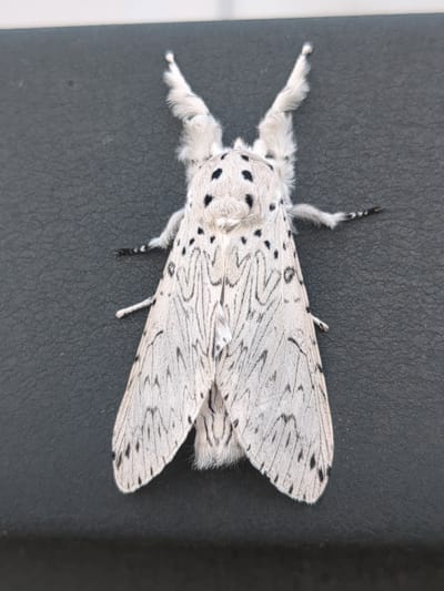A white moth with black spots and dark markings on its wings is positioned in the center of the frame, lying on a dark, textured surface. The moth has feathery antennae and appears to be dead or stationary. The background is out of focus and consists of a dark, gray, textured material. The lighting suggests an outdoor setting during daylight. The image was taken in Boryspil, Ukraine.