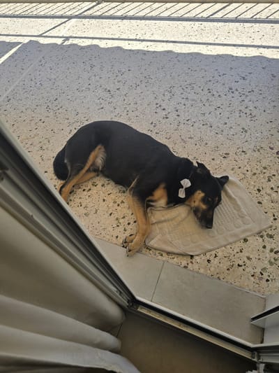 A medium-sized dog with black and tan fur is lying on a light-colored towel on a terrazzo floor. The dog is wearing a small, light-colored bow on its neck. The floor has a speckled pattern of various colors. In the background, there is a shadow cast by what appears to be a railing or fence. The scene is illuminated by natural light, suggesting it is outdoors or near an open window or door, possibly on a balcony or patio in Agii Anargiri, Greece, given the context. The dog appears relaxed and is resting. A portion of a window frame or door is visible in the foreground, on the left side of the image, partially obscuring the view of the environment.