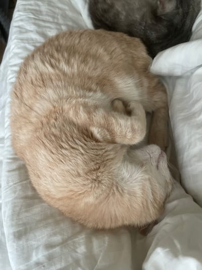 A close-up, high-angle shot shows a ginger cat curled up asleep on a white, textured duvet. The cat's body is mostly obscured by its curled posture, but its back and a portion of its face are visible. Its fur is a light orange or ginger color with subtle darker stripes. One paw is tucked under its chin, and its nose is visible, appearing pinkish. Another, darker cat is partially visible in the upper right corner of the frame, also seemingly asleep on the same duvet. The duvet is white with subtle horizontal ribbing. The scene appears to be indoors, on a bed. There are no people or any other discernible objects. The image is static and does not suggest any ongoing action. The location in the city of Коротиха, Russia, is not deducible from the visual information provided.