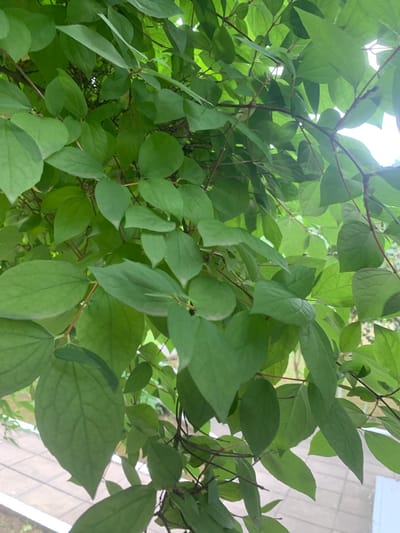 The image shows a close-up view of lush green foliage, primarily leaves and branches, obscuring much of the background. The leaves are varied in size and shape, with some being broad and ovate, while others are more elongated. They appear healthy and vibrant, indicating a well-watered plant. The branches are thin and dark brown, supporting the dense canopy of leaves.
In the background, partially visible through the gaps in the leaves, are elements of an urban environment. A paved walkway with square tiles can be seen, suggesting an outdoor public space. Hints of buildings or walls are also discernible, along with a bright sky, implying it is daytime. The overall impression is a natural element, likely a tree or shrub, thriving within a city setting. The specific location in Gudermes, Russia, is not visually evident from the image itself, as there are no identifiable landmarks or cultural markers.