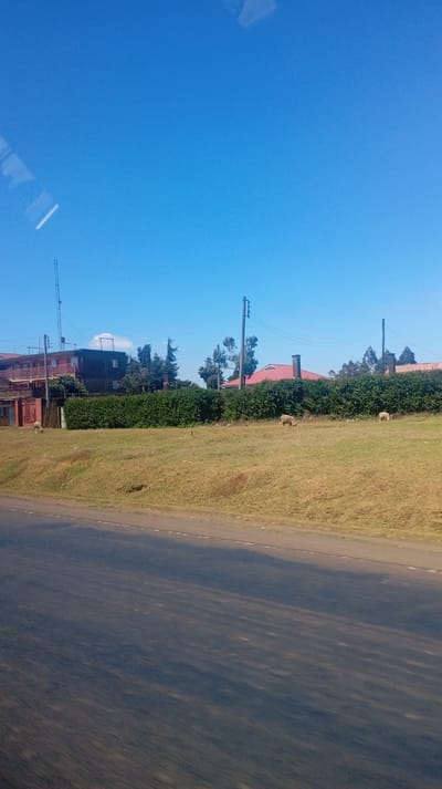 The image captures a bright, clear daytime scene from the perspective of a moving vehicle, evidenced by the motion blur on the road in the foreground and reflections on what appears to be a window in the upper left sky.
The sky, occupying the top half of the frame, is a vibrant, cloudless blue, suggesting fair weather.
Below the sky, the midground features a rural or semi-urban landscape. On the far left, a multi-story building with dark walls and a prominent red-tiled roof structure is visible. It appears to have red-orange railings or decorative elements on its upper levels. A tall, thin antenna or communication mast extends vertically from behind this building, reaching into the sky. Further right, a dense, well-maintained green hedge stretches horizontally across the middle of the image, acting as a boundary. Behind this hedge, several trees with green foliage are scattered, and parts of other buildings with red-tiled roofs and at least one chimney can be seen. Two utility poles with wires are also visible against the sky, indicating infrastructure.
In the foreground, a large expanse of gently undulating, yellowish-brown grass fills the space between the hedge and the road. This grassy area appears dry in places but also shows patches of greener growth. Several light-colored sheep are grazing peacefully on this grass; one is visible on the far left, two others are closer to the right-center near the hedge, and another is partially obscured further right.
The immediate foreground is dominated by a dark asphalt road. The road surface exhibits horizontal streaks and blur, consistent with a photograph taken from a vehicle in motion. A faint white dashed line is visible along the right edge of the road, likely marking a lane or shoulder.
No people are visible in the image, and there is no discernible text. The overall atmosphere is tranquil and sunny.