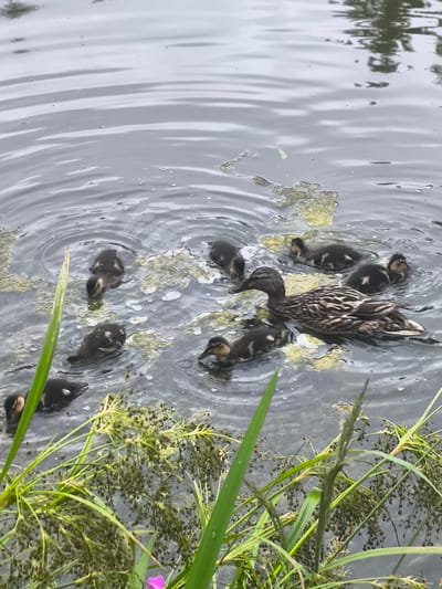 A mother duck and her ducklings swim in a pond. The mother duck is in the foreground, with her body angled to the left. She has a mottled brown and white plumage. Several ducklings are scattered around her, some are closer to the mother, others are further away. They are small and dark brown with some lighter markings. The water is calm with ripples and some patches of algae or debris floating on the surface. Tall green grass and some reeds are visible in the foreground and along the edge of the pond. The scene appears to be in a natural setting, possibly a park or a rural area. There are no people visible in the image. The image is taken from a slightly elevated angle, looking down onto the pond.