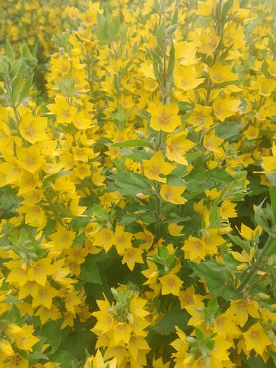 The image shows a dense patch of yellow flowers with green leaves, possibly in a garden or natural setting. The flowers are star-shaped with five petals and a reddish-brown center. They grow in clusters on upright stems. The background is filled with more of the same flowers, creating a vibrant and almost overwhelming display of yellow. The focus is on the flowers, with the leaves providing a backdrop of green. The lighting appears to be natural daylight, suggesting it was taken outdoors. There are no people or animals visible in the image, and no man-made objects are present. The scene evokes a sense of abundant nature and bloom.