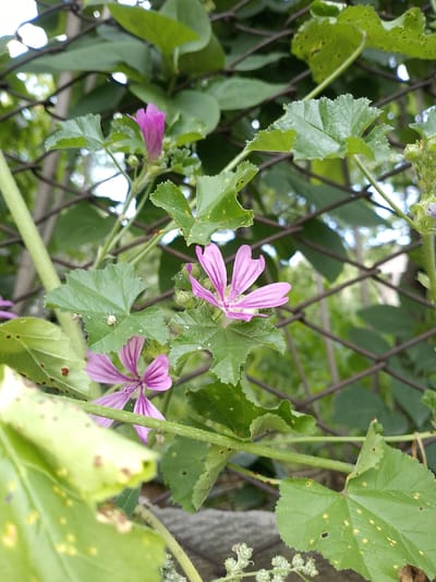 This media file depicts a close-up view of wild mallow flowers and leaves against a backdrop of a chain-link fence. The vibrant pinkish-purple flowers, with their distinct five-petaled structure and darker veins, are the primary subjects. They are surrounded by lush green leaves, some of which show small brown spots and a few holes. A small, pale spider is visible on one of the leaves, adding a subtle detail to the natural scene.

The setting appears to be outdoors, likely in a garden or natural area, given the presence of wild vegetation and the fence. The foliage suggests it is daytime, and the lighting indicates fair weather. The image is taken from a low angle, emphasizing the plants and their delicate features. The chain-link fence, out of focus in the background, provides a sense of depth and context, suggesting the plants are growing near or through it.

No people or text are visible in the image. The overall mood conveyed is one of natural beauty and the intricate details of the plant life. The location context of Ijevan, Armenia, suggests this is a typical scene from that region's flora.