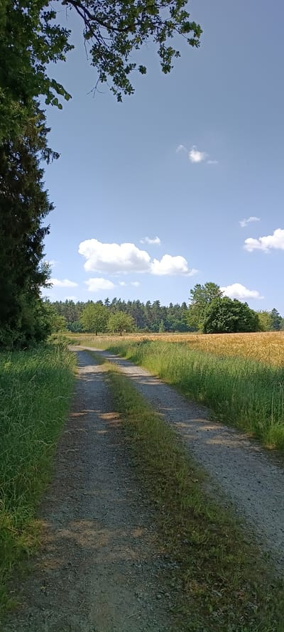 The media file depicts a sun-drenched pathway winding through a rural landscape in Vilseck, Germany. The scene is characterized by a clear blue sky dotted with fluffy white clouds. To the right of the path, a field of golden wheat or barley stands tall, bordered by lush green grass and trees. To the left, the pathway is framed by trees and foliage, with a dense forest visible in the background. The path itself is made of gravel and appears to be dry, with dappled sunlight casting shadows from the surrounding vegetation. The overall impression is one of a peaceful summer day in the countryside. There is no visible text in the image. The time of day appears to be late afternoon or early evening, given the angle of the shadows. The weather is fair and sunny.