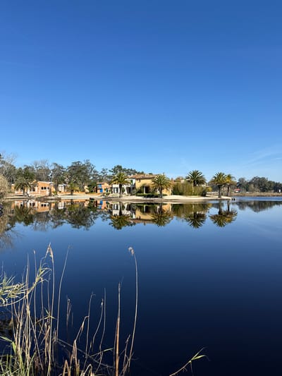 The image depicts a tranquil waterscape in Mira, Portugal, under a clear, bright blue sky. The scene is dominated by a dark blue body of water in the lower half, which perfectly mirrors the landscape above. In the foreground, slender stalks of dry and green reeds emerge from the water along the left and lower right edges. Across the water, a cluster of low-rise buildings with traditional tiled roofs and light-colored facades (predominantly orange, yellow, and beige) is visible. Several palm trees are interspersed among the buildings and line the water's edge, creating a tropical aesthetic. Deciduous and evergreen trees are also present behind and between the structures, contributing to the verdant environment. A narrow strip of light-colored sand or ground borders the water in front of some buildings. The reflections of the buildings, trees, and sky are sharp and undistorted on the water's surface. The upper half of the image consists solely of an unblemished blue sky, with a faint, thin contrail visible in the upper left quadrant. No individuals or active subjects are present in the frame.