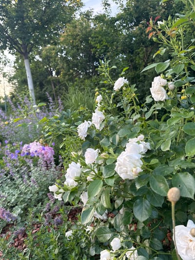 This image, originally oriented on its side, captures a vibrant outdoor garden scene dominated by a bush of white roses. Numerous white rose blooms and buds are prominently displayed in the foreground and midground, showcasing their delicate petals and rich green leaves.
In the background, a dense canopy of green trees creates a lush, natural backdrop, with hints of a bright sky visible through the foliage. Below the rose bush, a variety of other plants add texture and color to the garden. These include plants with small purple or lavender-colored flowers, likely species such as lavender or catmint, alongside other green leafy plants, some exhibiting lighter green margins. Reddish-brown mulch or soil is visible beneath these groundcover plants.
The lighting in the image is soft and natural, suggesting either early morning or late afternoon, as there are no harsh shadows. The overall scene conveys a serene and picturesque garden environment, situated in Fehraltorf, Switzerland, as indicated by the location context. There are no people or discernible text visible in the photograph.