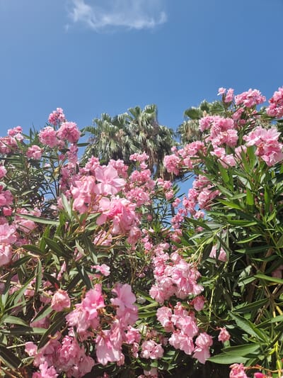 The image shows a close-up view of pink oleander flowers and green leaves in the foreground. In the background, several palm trees are visible against a clear blue sky with a few wispy clouds. The scene is likely an outdoor setting in a warm climate. Based on the presence of palm trees and the clear blue sky, it is plausible this image was taken in the city of Xàtiva, Spain, known for its Mediterranean climate. There are no people or animals depicted in the image.