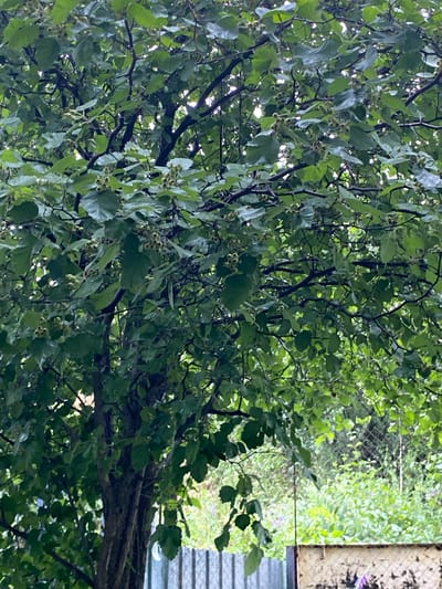 The image shows a close-up view of a tree with lush green leaves and small, round, greenish-brown fruits clustered on its branches. The tree is dense, with dark branches crisscrossing throughout the frame. In the background, a chain-link fence is visible, and beyond that, overgrown vegetation with scattered small purple flowers. The overall scene suggests an outdoor environment in a residential or garden area, possibly in Besh Kungei, Kyrgyzstan, given the context. The lighting is soft, indicating an overcast day or diffused sunlight. No people or animals are present.