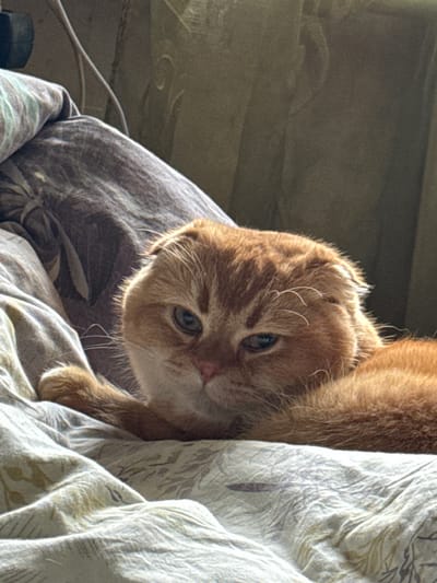 A close-up shows a ginger-colored Scottish Fold cat resting on a bed. The cat is positioned on a grey patterned pillow and white patterned blanket. The location is unidentifiable in Bobrov, Russia. The image focuses on the cat's head and part of its body, with its eyes open and looking forward. A portion of a cord is visible to the bottom left of the image.