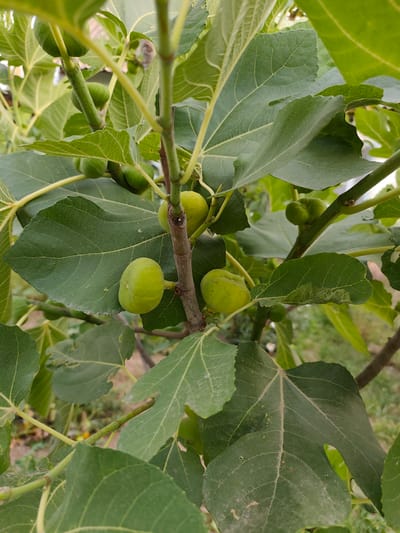 The image shows a close-up of a fig tree branch laden with unripe, green figs and large, palmate leaves. The figs are small and round, clustered in small groups along the branch. The leaves are a deep green, with prominent veins and a slightly rough texture. The background is blurred, showing hints of other branches, leaves, and what appears to be dry earth and vegetation, suggesting an outdoor setting. The lighting suggests it is daytime, possibly late morning or early afternoon, with natural sunlight filtering through the leaves. There is no visible text in the image. The overall impression is one of a healthy, growing fig tree in a natural, possibly rural environment, given the context of Sakaldy, Kyrgyzstan.