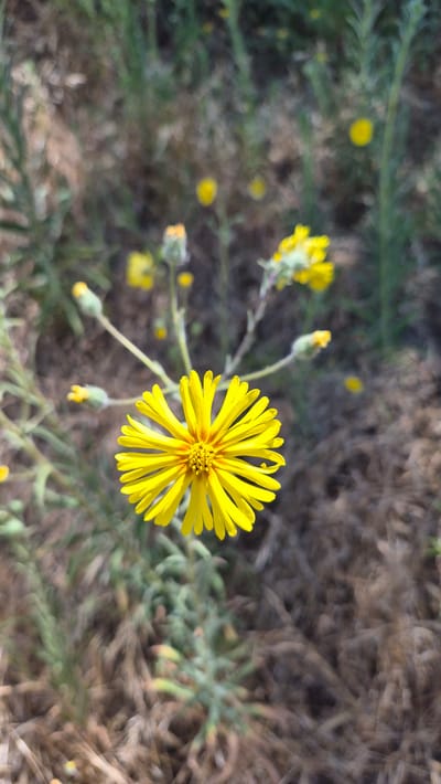 A close-up, high-angle, vertical shot captures a single, bright yellow wildflower in focus. The flower has numerous thin, pointed petals radiating outwards from a central disc, which appears to be composed of smaller, tightly packed yellow florets and hints of red or orange. The flower is positioned slightly to the right of the center of the frame. Surrounding the primary flower, several other out-of-focus yellow flowers and closed buds are visible on thin stems. The background consists of dry, brown earth and blurred green vegetation, suggesting an outdoor, possibly arid or natural environment. The lighting appears to be natural daylight, casting soft shadows. The scene is located in Rancho Cordova, United States of America.
