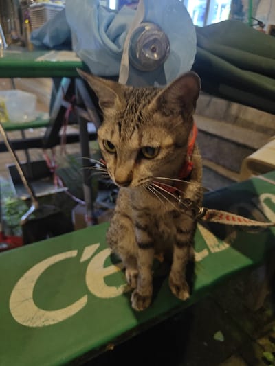 A tabby cat wearing a red collar and a leash is sitting on a green surface with white lettering that appears to say "Ce" in the foreground. The cat is facing to its left, with its head tilted slightly downward. In the background, there are various objects and structures, including blue fabric, metal railings, and some greenery. The lighting suggests it is nighttime or a dimly lit indoor space. The location appears to be an urban environment, potentially in Nanhai District, China, given the context.