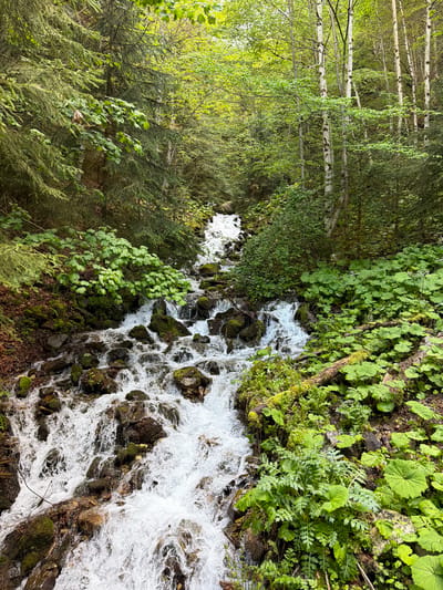 The image depicts a stream of water cascading over rocks in a forest setting near Рилски манастир, Bulgaria. The water is white and foamy as it flows downhill. Vegetation lines both sides of the stream, including trees, shrubs, and large-leafed plants. Some trees have distinctive white bark. Moss covers some of the rocks.