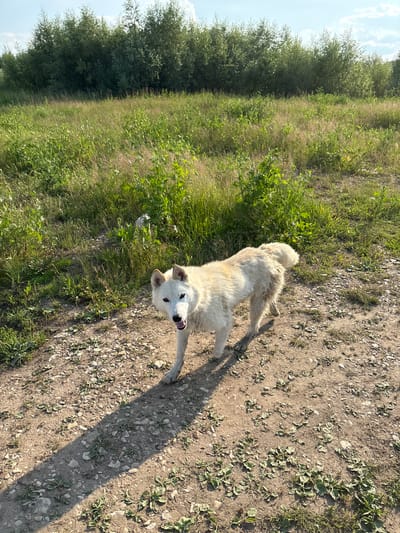 A medium shot captures a white dog standing on a gravelly dirt path next to a grassy field. The dog is facing the camera, with its mouth open and tongue slightly visible. Its ears are pointed and its eyes are looking directly at the viewer. The dog has light-colored fur and appears to be medium-sized.
The background consists of a lush green field on the left side of the image, with tall grass and some scattered weeds. Beyond the field, a dense line of trees creates a dark green backdrop. The path the dog is standing on is a mixture of dirt and small stones, with some sparse vegetation growing through the gravel. A long shadow stretches across the path from the right, suggesting it is either morning or late afternoon. The sky is visible at the top left, appearing light blue with some wispy clouds. The overall scene conveys an outdoor, natural setting. There are no people or discernible man-made objects besides what appears to be a crushed plastic bottle partially hidden in the grass. The lighting indicates it is a sunny day.
