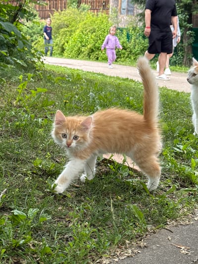 In Yunost', Russia, an orange and white kitten is walking on a grassy path. The kitten is in the foreground, facing left, with its tail held high. In the background, several people are visible, including a young girl in a purple outfit and two adults. The environment is lush and green, with trees and vegetation surrounding the path.