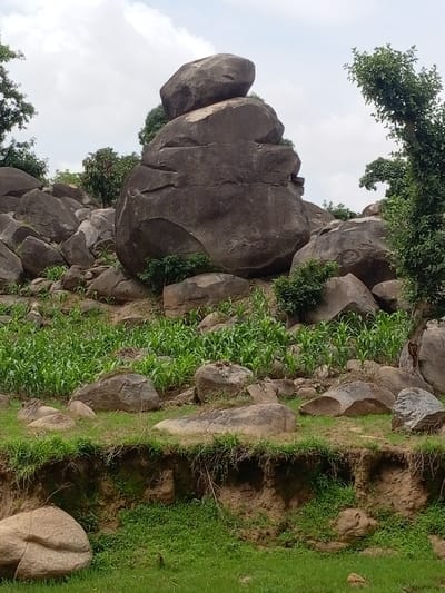 This is a photograph of a rocky landscape with vegetation, taken from a low angle. The foreground features a patch of green grass and several large, rounded rocks. Behind this, a slope rises, covered with more rocks of varying sizes and patches of green vegetation, including what appears to be young corn stalks. A prominent cluster of large, dark grey boulders dominates the mid-ground, with one particularly massive, stacked formation. Lush green trees are visible on either side of the rock formations, with one tree on the right showing a thick trunk. The sky above is overcast with diffused clouds. The scene suggests a natural, undeveloped area within the city of Rinjim Gani, Nigeria. There are no people or animals visible in the photograph, and no specific actions or interactions are depicted.