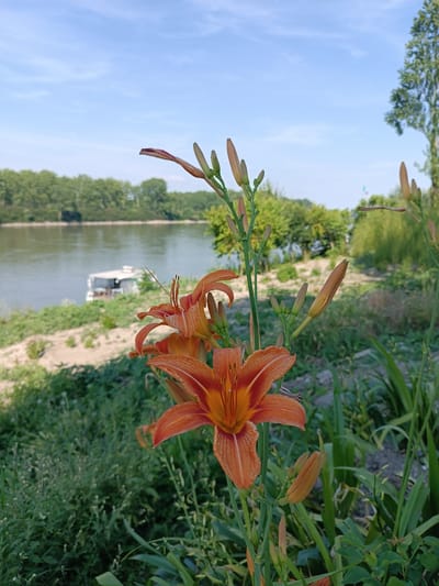 The scene depicts a natural landscape in Pieve Saliceto, Italy, focusing on flowering plants in the foreground with a river and its banks in the background. In the immediate foreground and mid-right, several stalks of orange daylilies (Hemerocallis fulva) are prominent, featuring two fully open, six-petaled flowers with visible stamens. Numerous unopened buds, varying in size and color from green to orange, are present along the stalks. Green foliage, including the lily leaves and other ground cover, fills the lower portion of the frame.
In the midground, a wide, calm body of water, consistent with a river, displays a greenish-brown hue. The far bank of the river is lined with a dense growth of mature green trees, forming a continuous treeline. A small, light-colored vessel, possibly a houseboat with a flat roof and a visible windowed structure, is moored near the far bank of the river, partially obscured by the land. The background consists of a clear, light blue sky with sparse, faint white clouds, indicating daytime conditions. No individuals are present in the image.