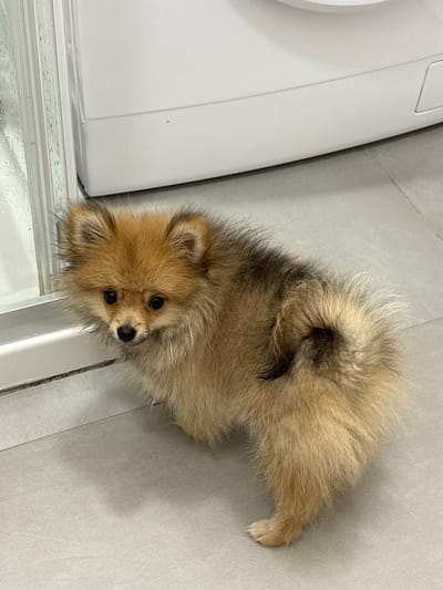 A fluffy Pomeranian dog with light brown and black fur is standing on a light gray tiled floor. The dog is facing left, with its head slightly tilted downwards. To the left of the dog is a glass door with condensation, and behind the dog is a large white appliance, possibly a washing machine or dryer. The scene is indoors and appears to be a domestic setting. There are no people or specific landmarks visible that would indicate the location in Castellammare di Stabia, Italy.