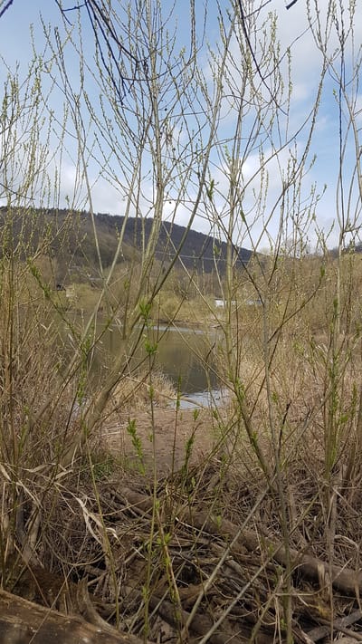 The image depicts a natural landscape, likely near a river or lake, as indicated by the water body visible in the center. The scene is framed by branches and twigs in the foreground, some with nascent green leaves, suggesting early spring. The background features a hillside with sparse vegetation and signs of human intervention like power lines. The earth is brown in color and is visible on the banks of the body of water. Based on the prompt, this photo was taken in the vicinity of Rotenburg an der Fulda, Germany.